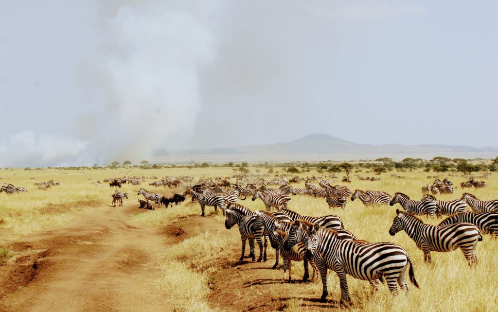 zebra in the serengeti, yellow fever vaccinations in korea