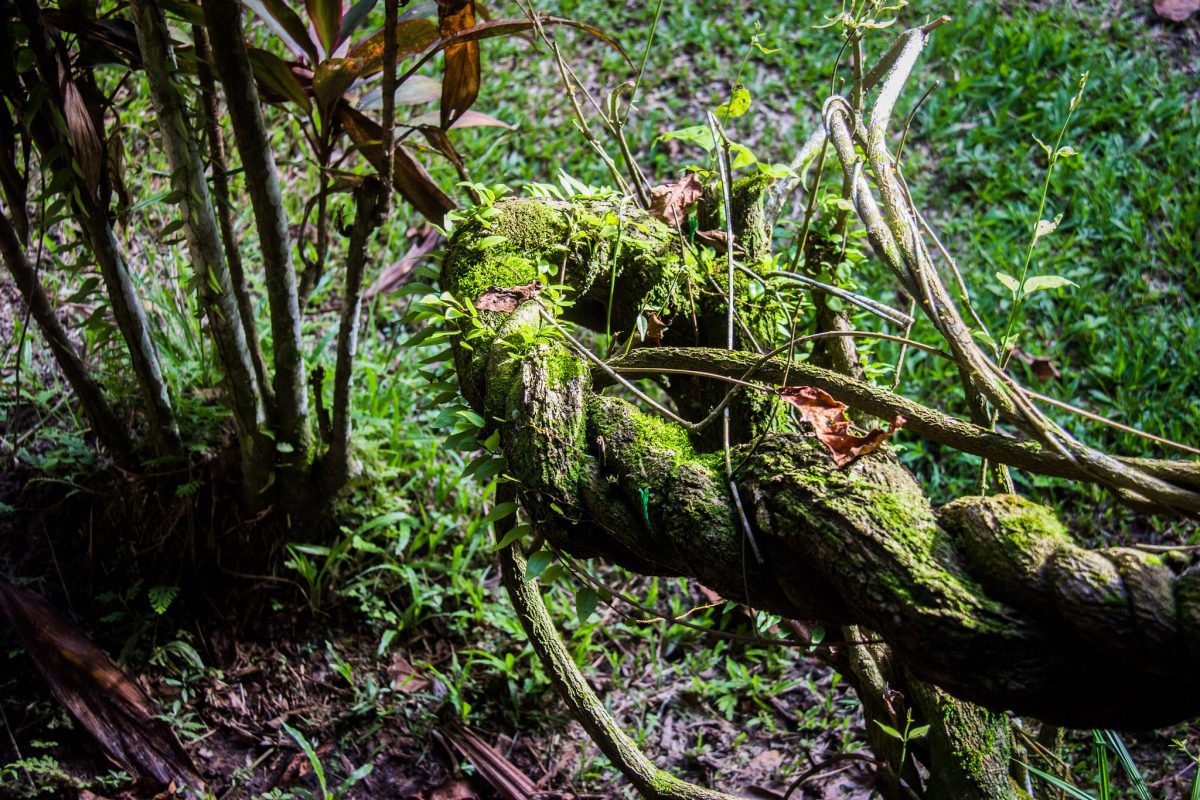 ayahuasca plant