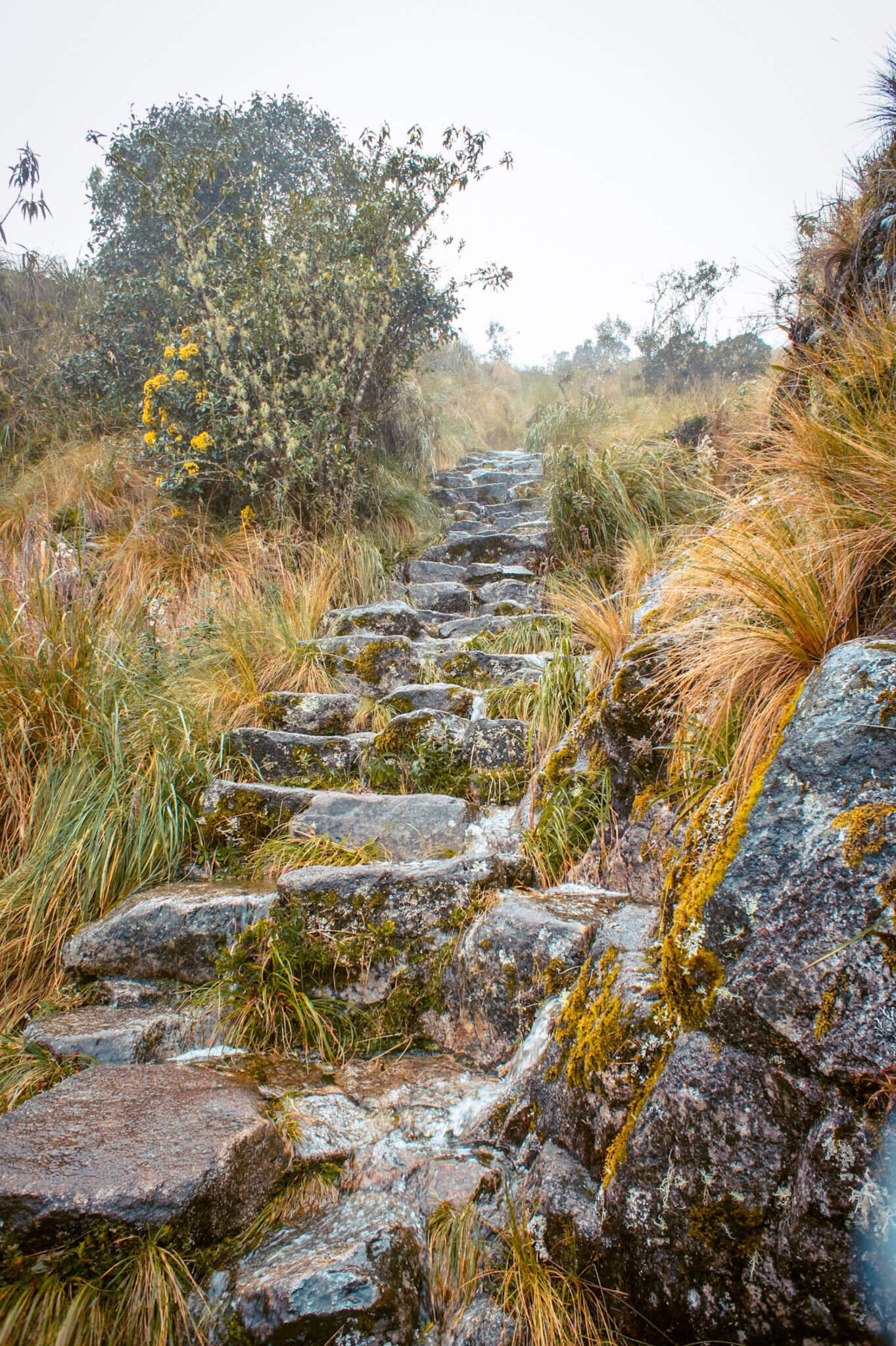 the trail up to Runcurakay Pass on the inca trail