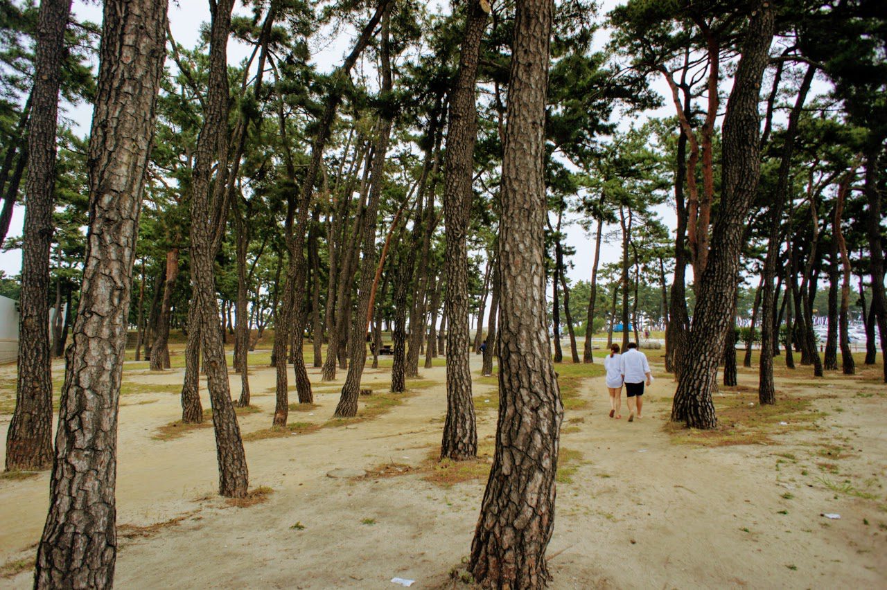 trees at gyeongpo beach