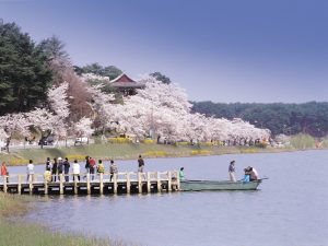 korea in april | gyeongpo cherry blossom festival
