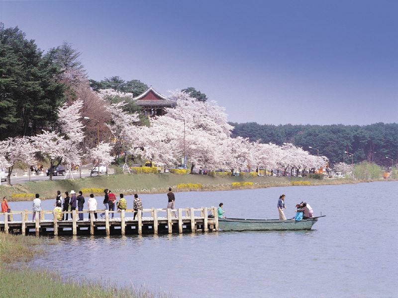 korea cherry blossoms, spring in korea,sakura korea, south korea cherry blossom, cherry blossom festivals korea, gyeongpo, gyeongpo cherry blossom festival