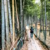 bamboo trees fushimi inari japan