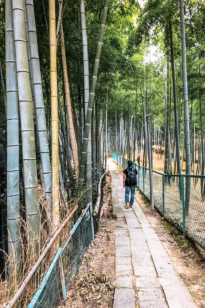 bamboo trees fushimi inari japan