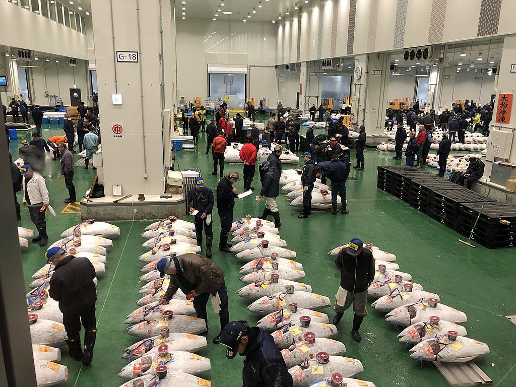 Toyosu Fish Market | tuna auction