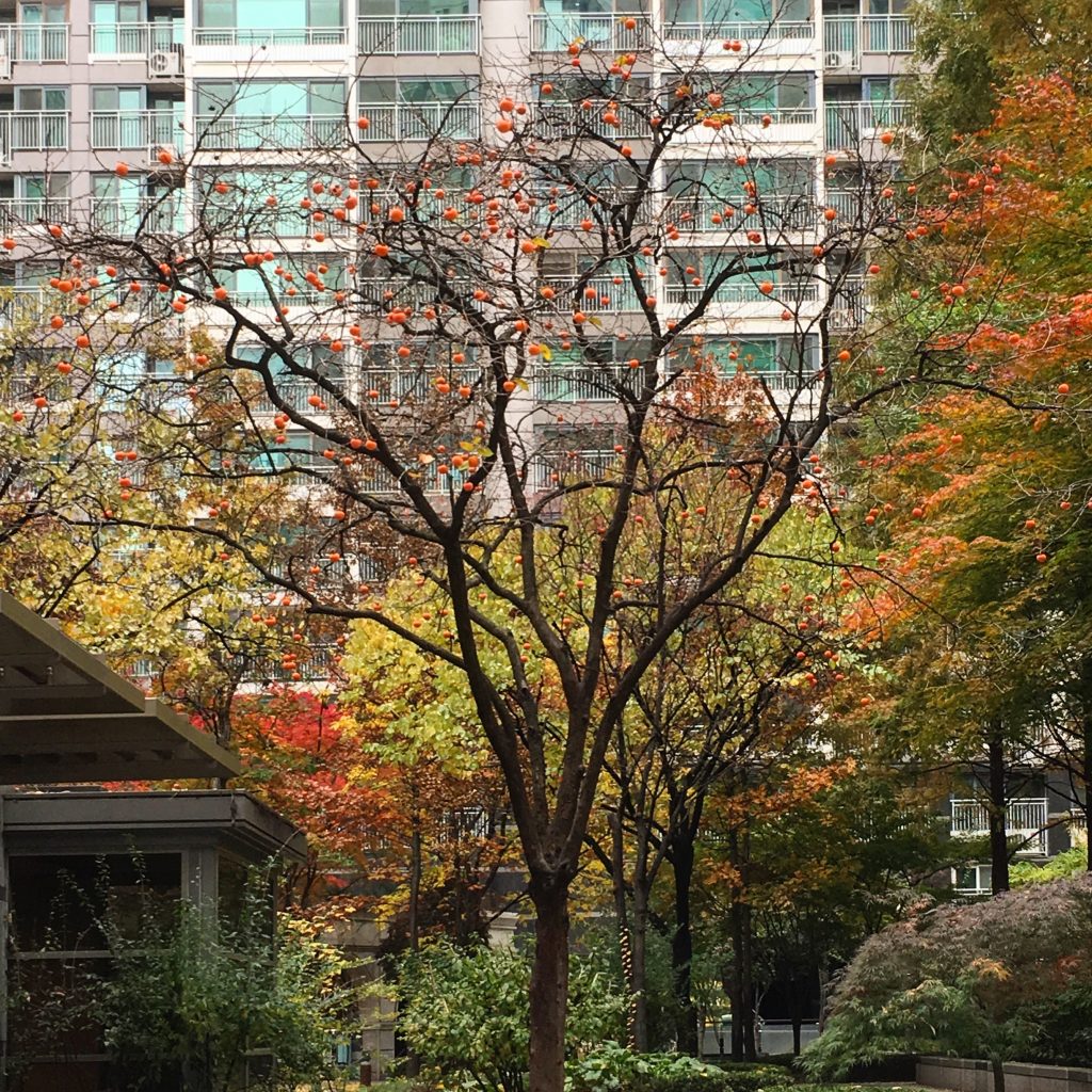 persimmon tree during autumn in seoul