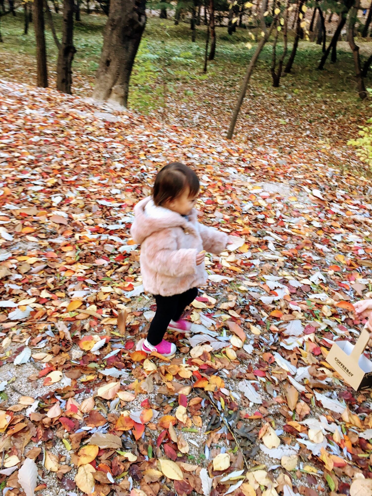 autumn in seoul | Seonjeongneung tomb