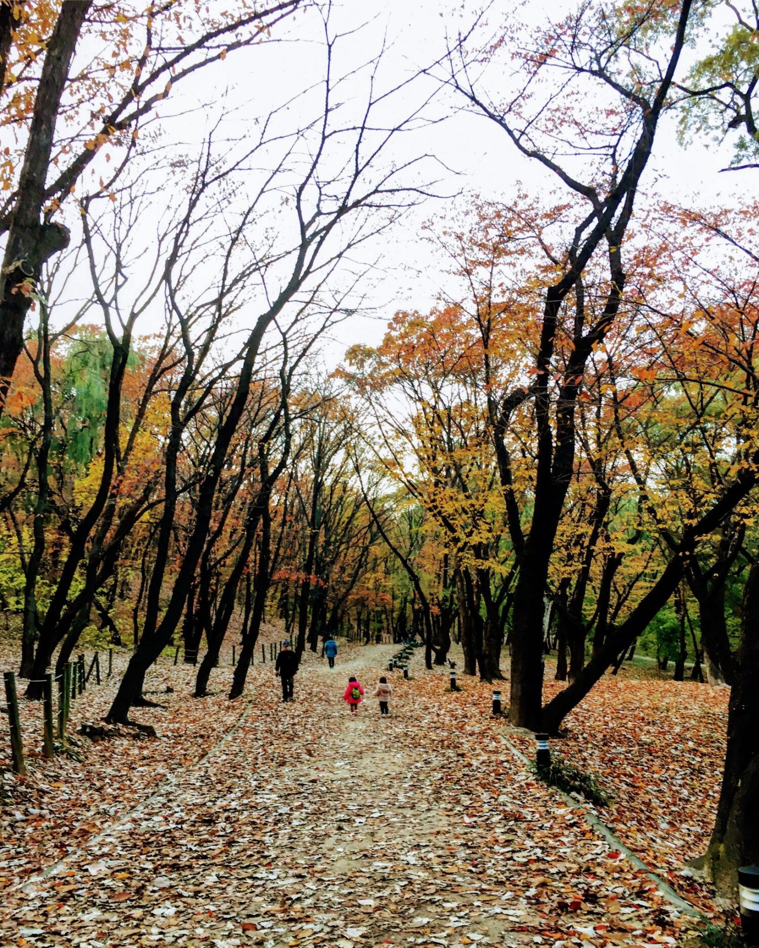 Seonjeongneung during autumn in seoul