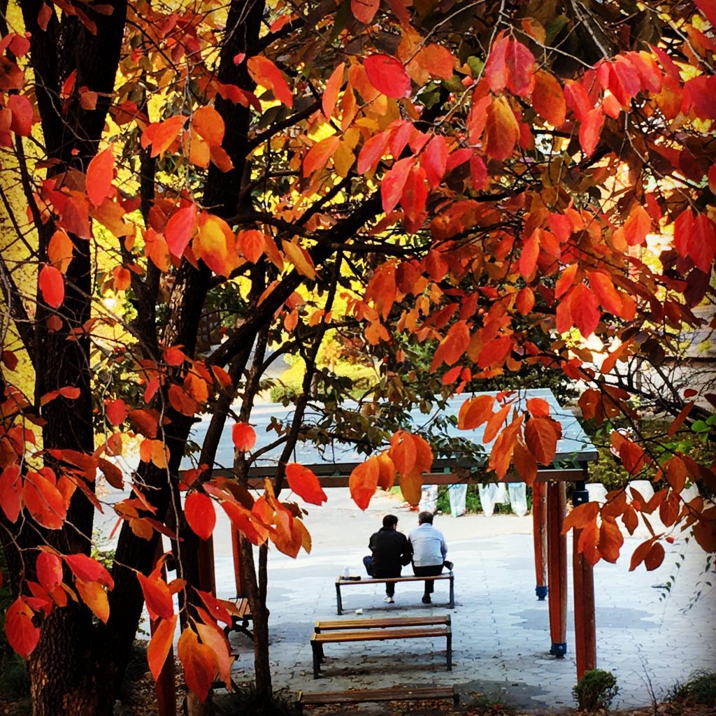 autumn in seoul | children's grand park