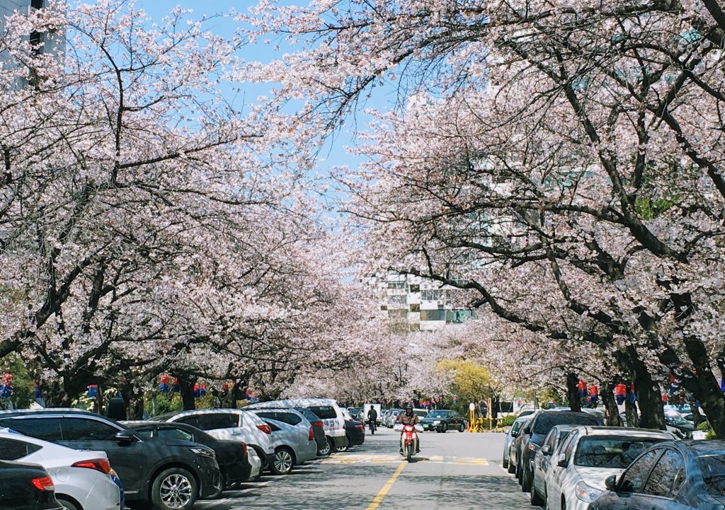 cherry blossom trees in jamsil korea