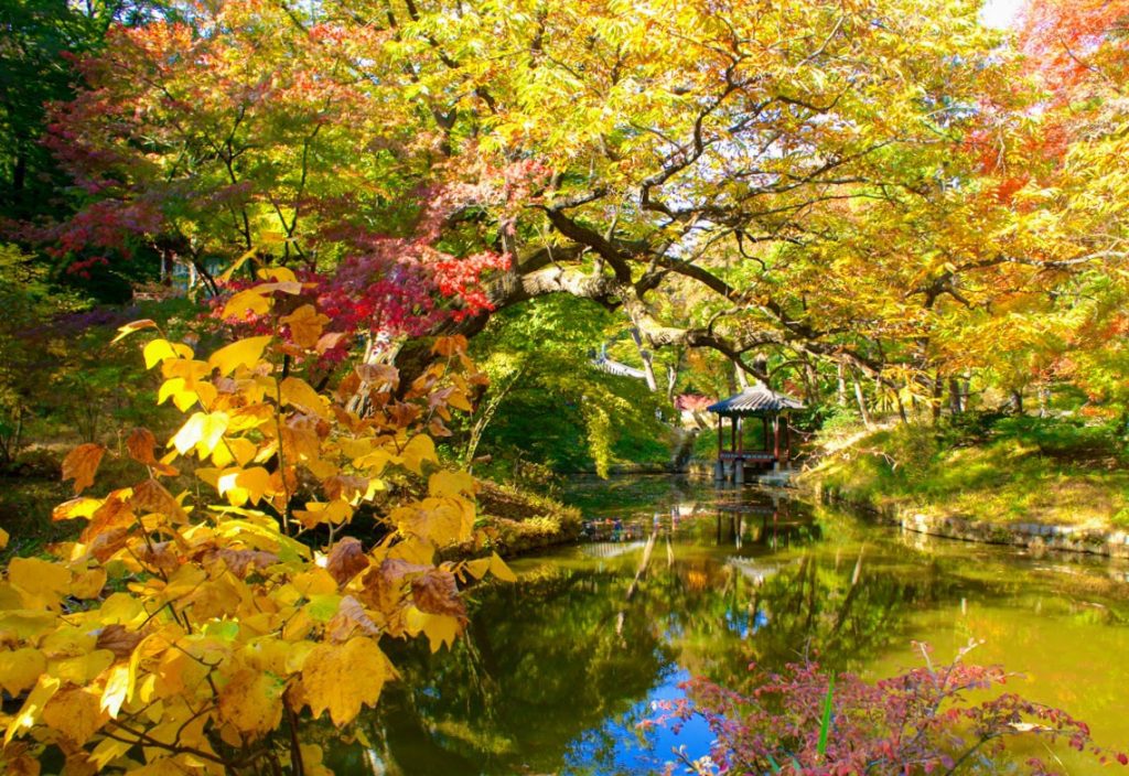 secret garden at changdeokgung in seoul during autumn