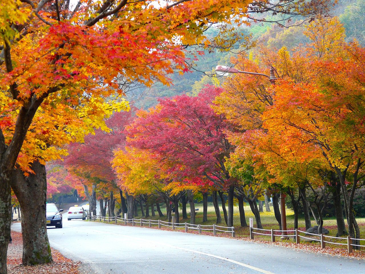 trees lining a road during autumn in seoul