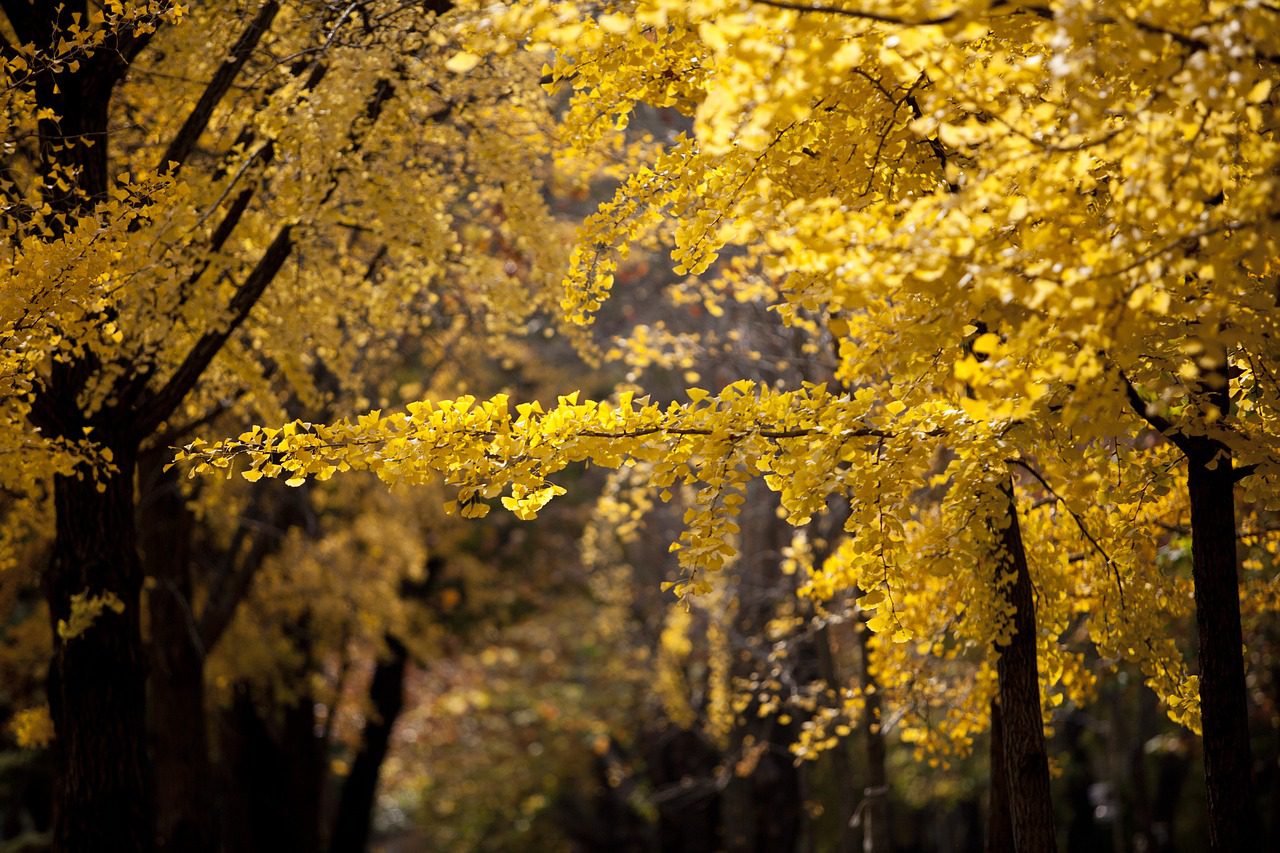 autumn in korea gingko trees