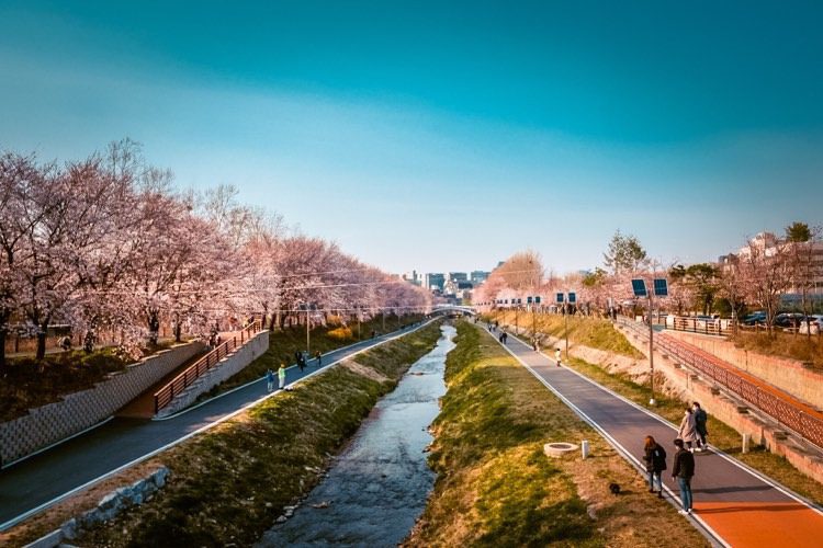 yangjaecheon stream cherry blossoms