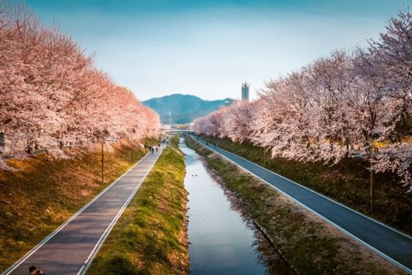 Korea in April 2026 | A Local's Take on the Best Spring Adventures 27 cherry blossoms in korea at yangjae citizens forest
