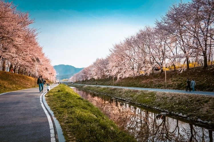 cherry blossoms in seoul | yangjaecheon streem