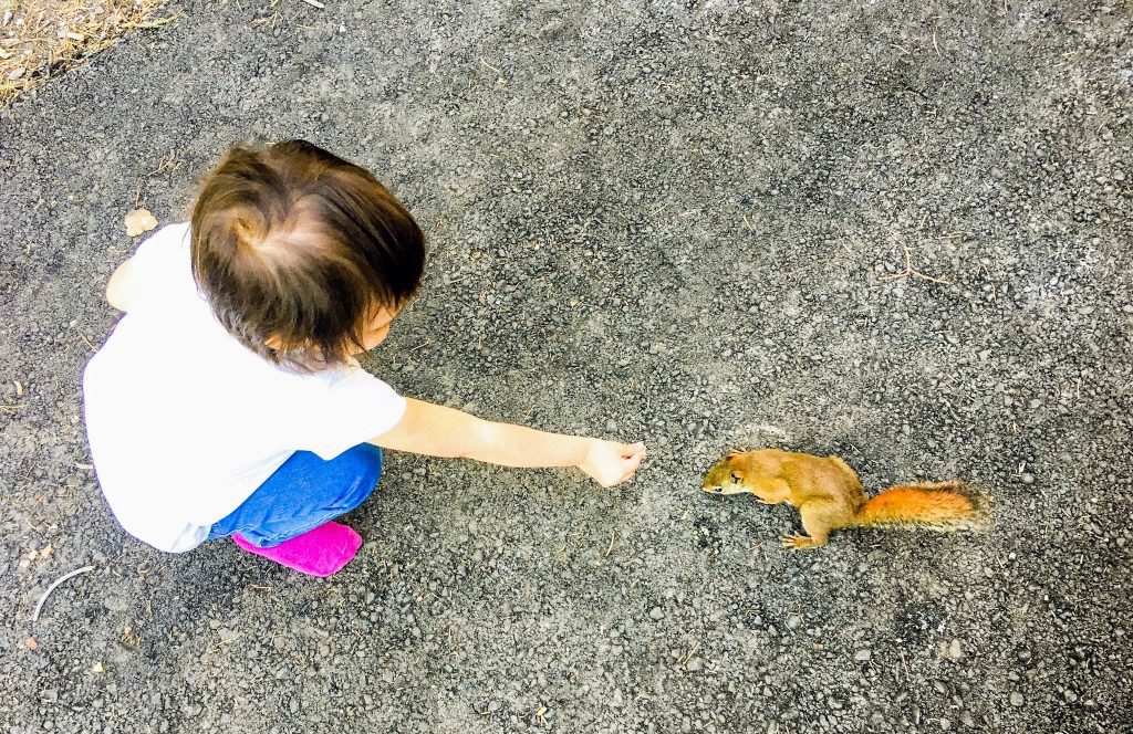 little girl meeting a chipmunk