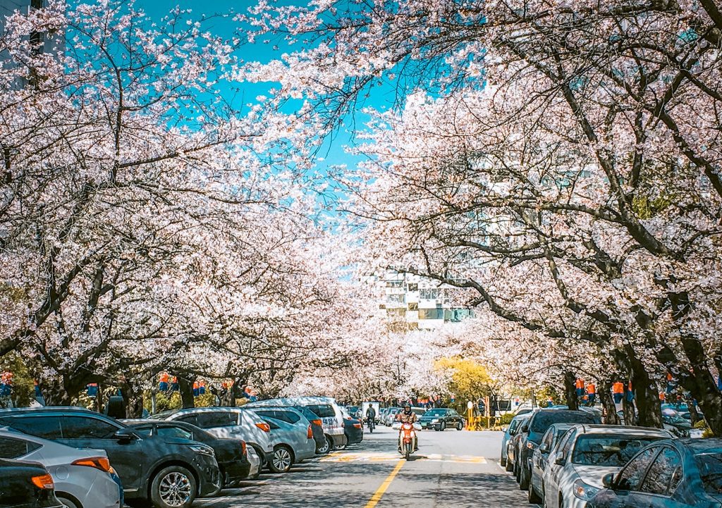 cherry blossoms in korea: jamsil seoul