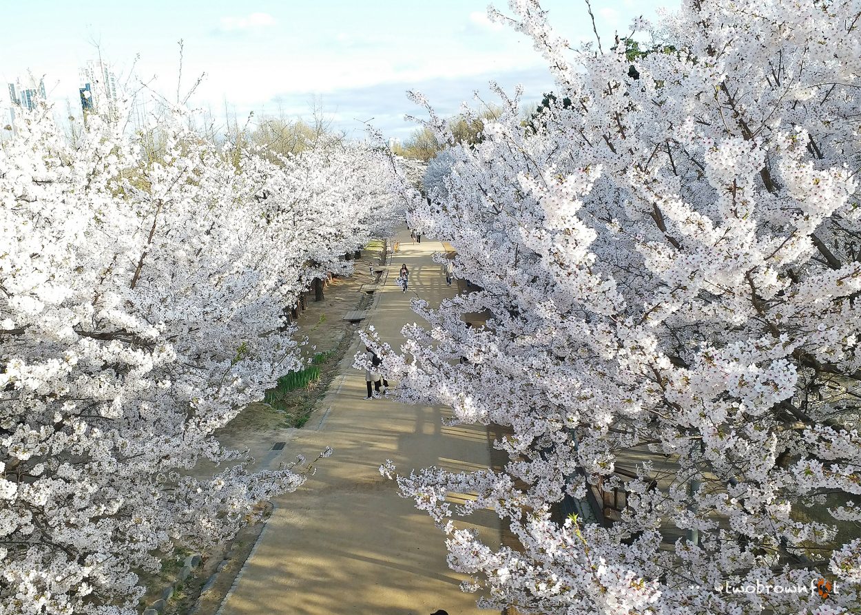 korea cherry blossoms, spring in korea,sakura korea, south korea cherry blossom, cherry blossom festivals korea, seoul forest