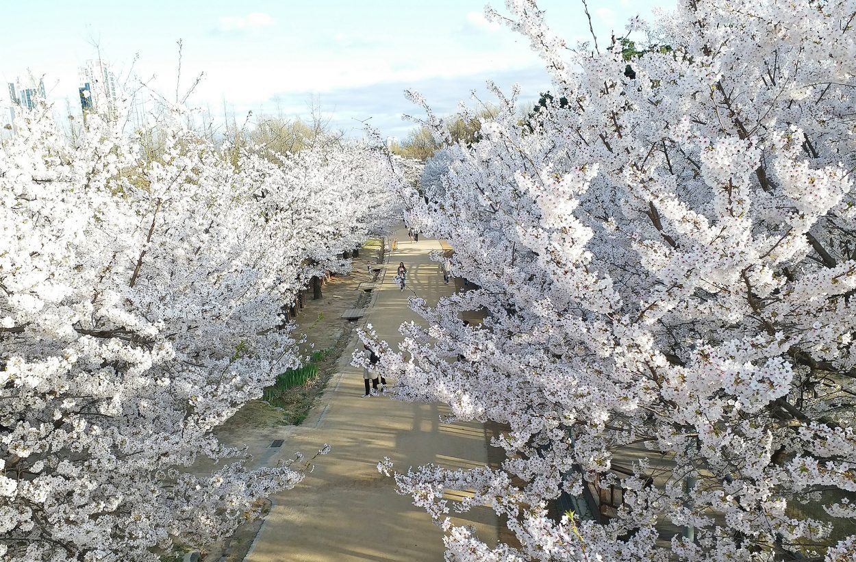 cherry blossoms in korea at seoul forest