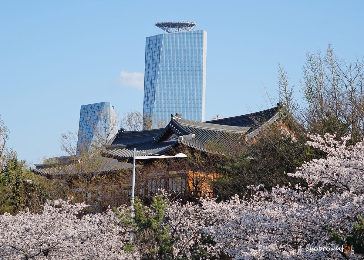 cherry blossoms in korea, spring in korea, cherry blossom festivals in korea, yeouido cherry blossom festival