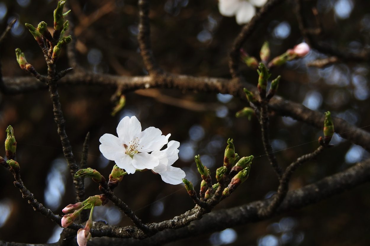 cherry blossom in korea