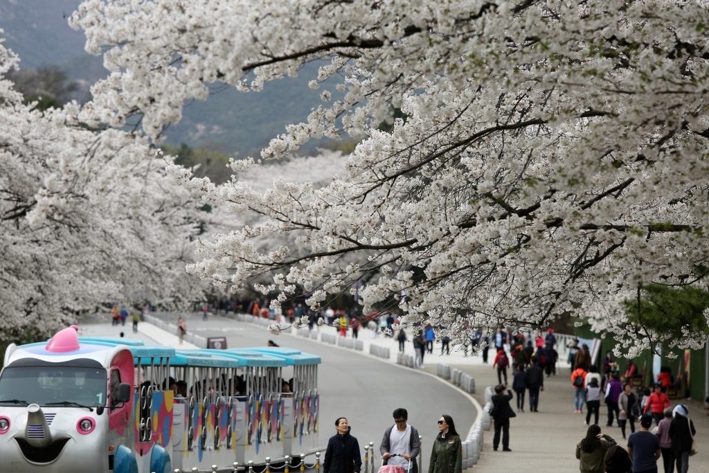 cherry blossoms in korea during spring in korea