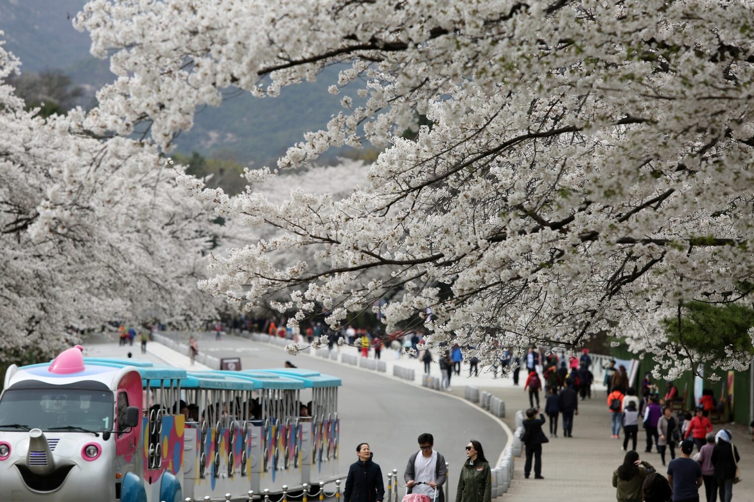cherry blossoms in korea at namsan