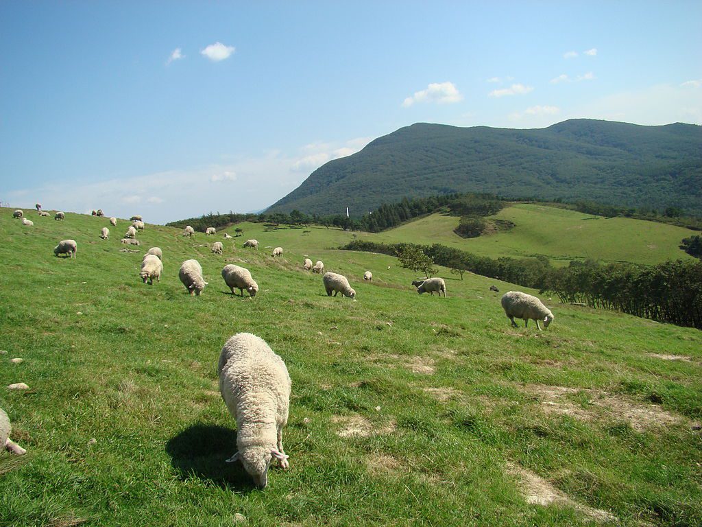 sheep in a field at daegwallyeong sheep farm