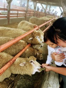 mom and baby feeding sheep