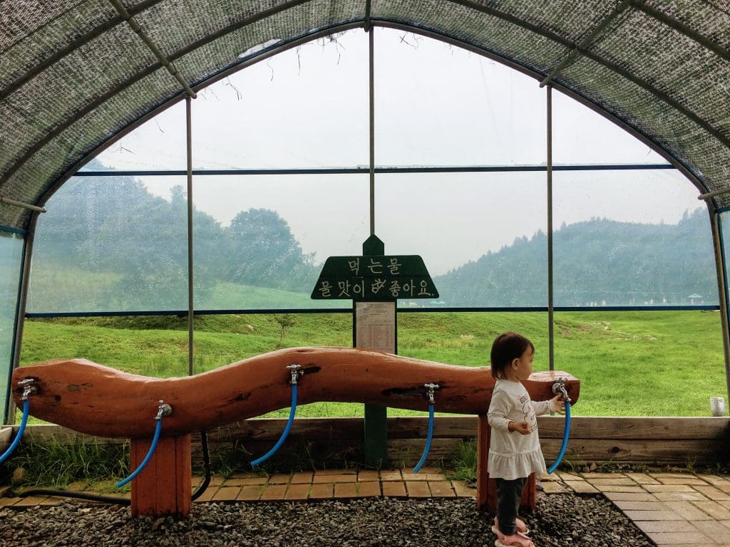 5 Unique Things To Do At Daegwallyeong Sheep Farm (with Directions ...