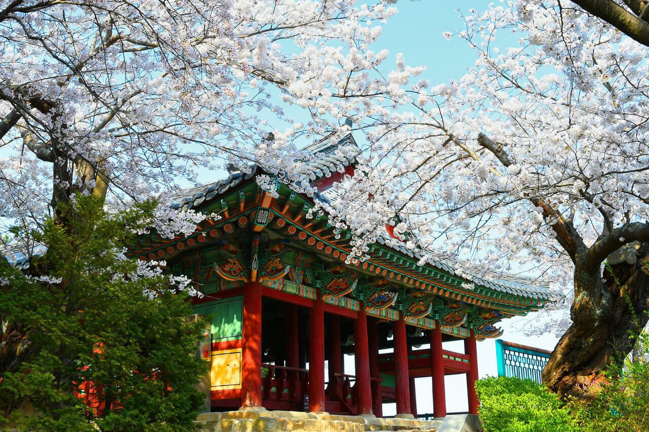 cherry blossoms in korea | gyeongpodae