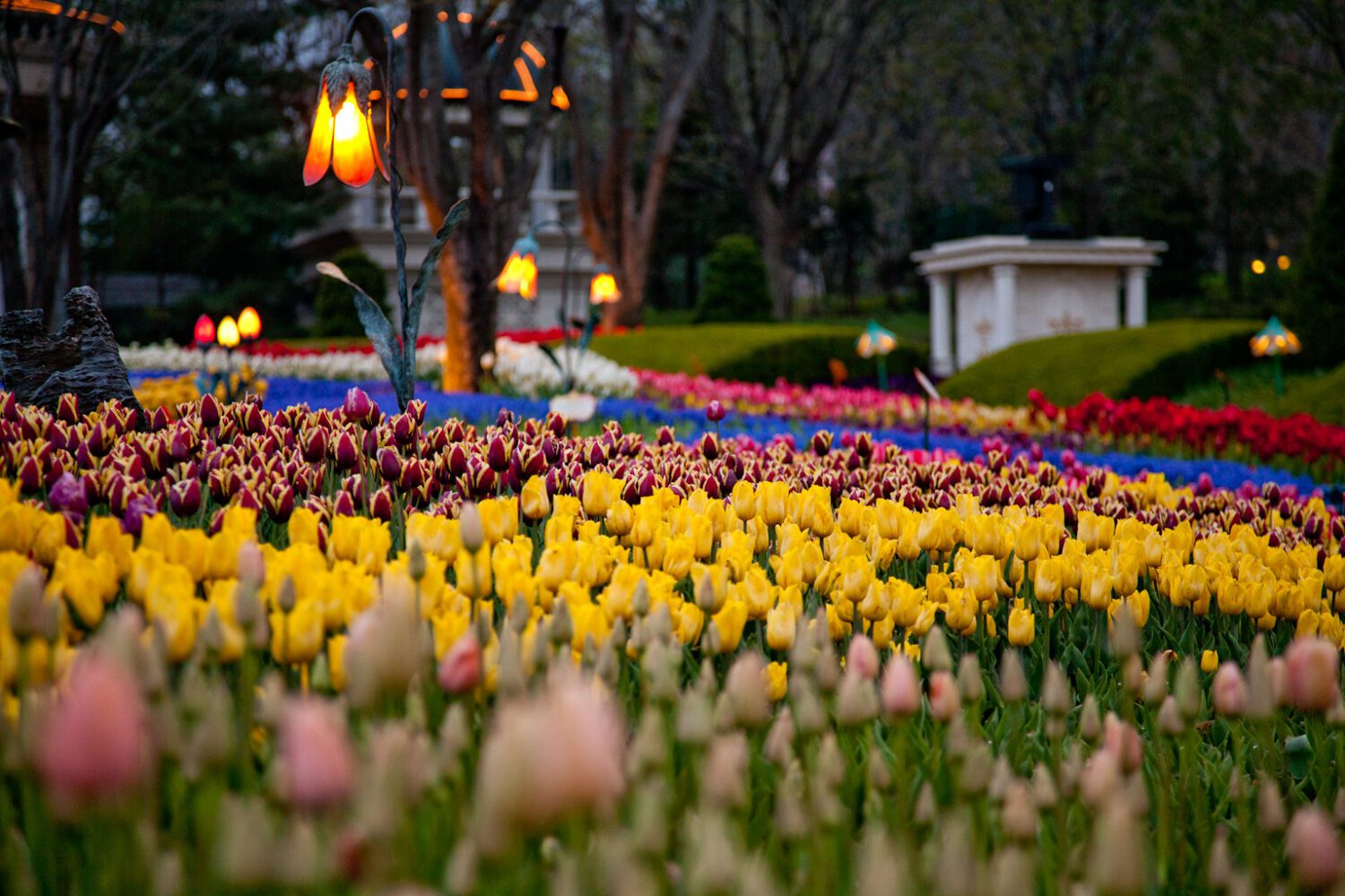 everland tulip festival korea in april