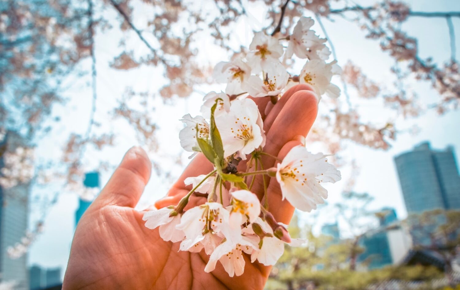 cherry blossoms in korea in april