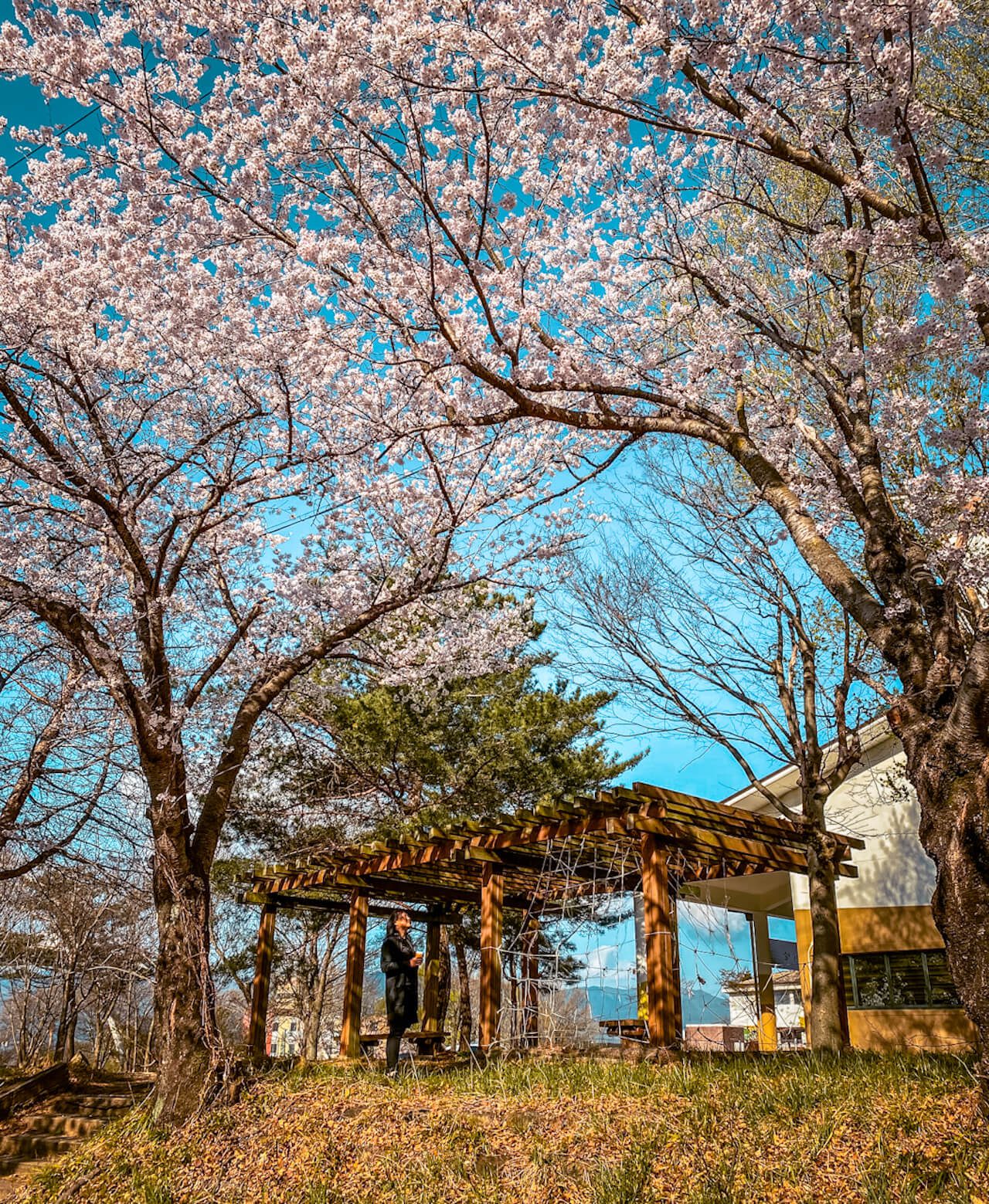 korea travel guide | cherry blossoms in gurye