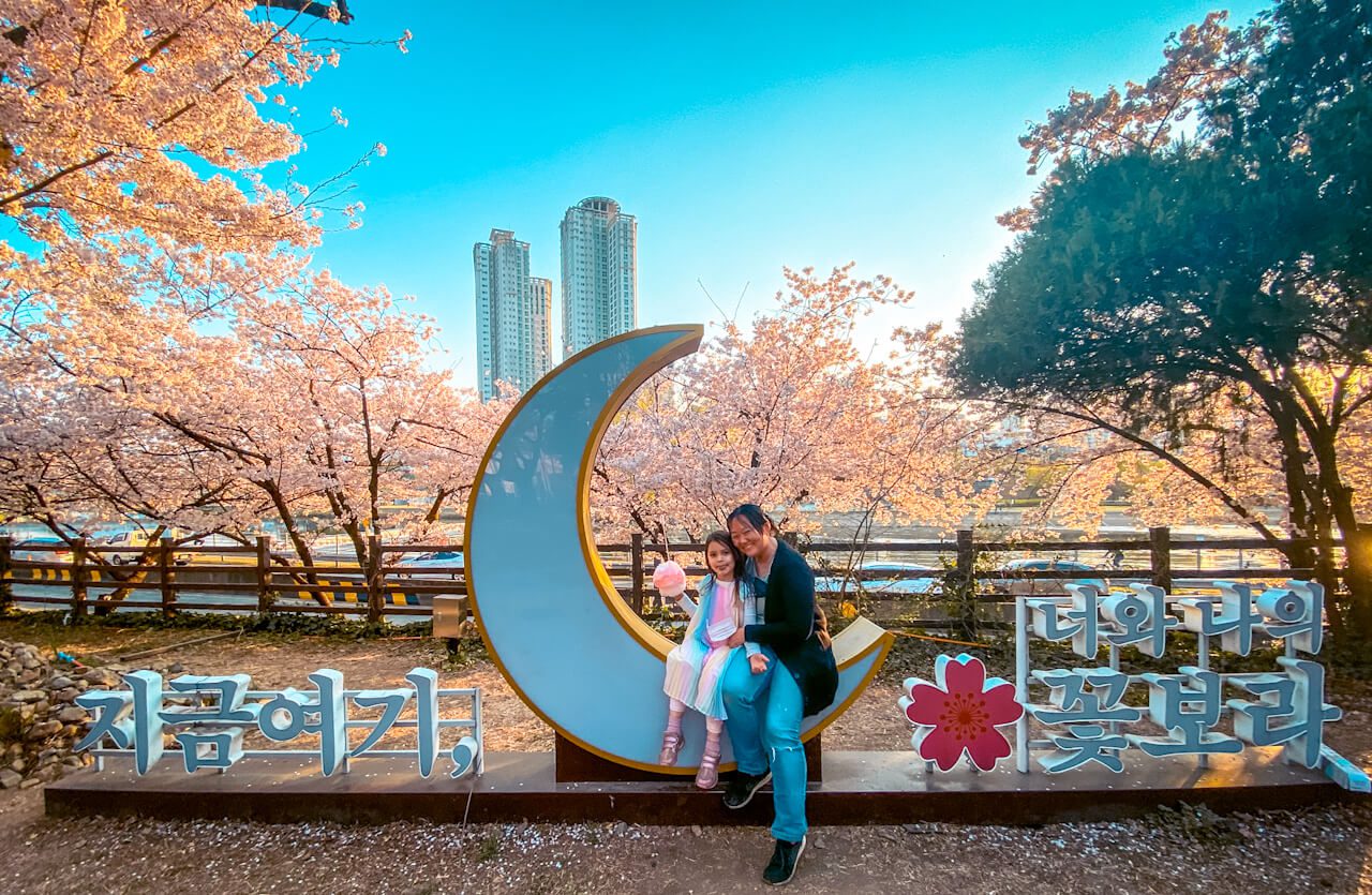 korea in april | cherry blossoms in Daegu