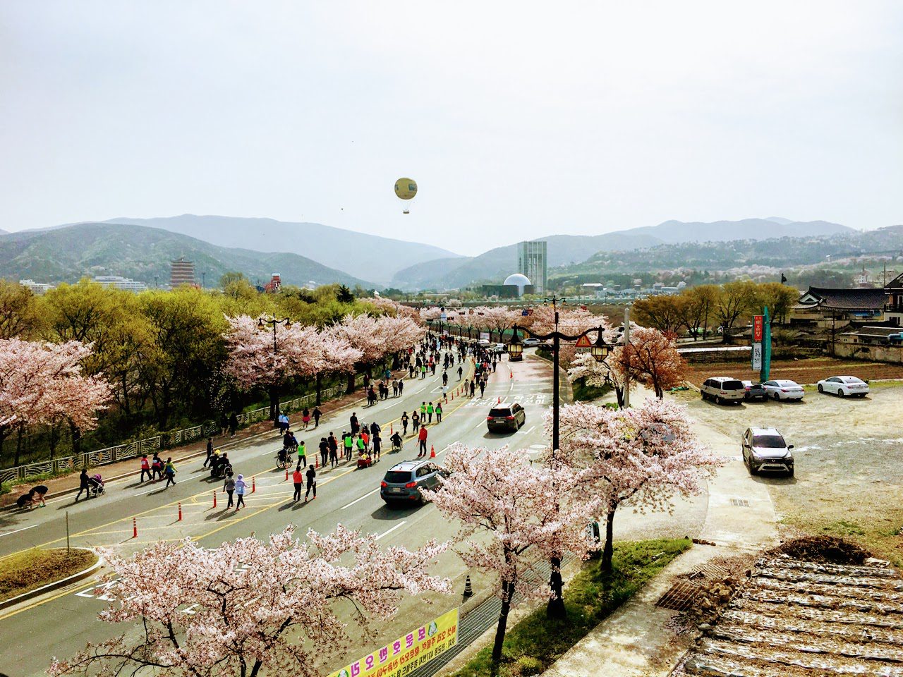 gyeongju cherry blossom marathon in korea in april