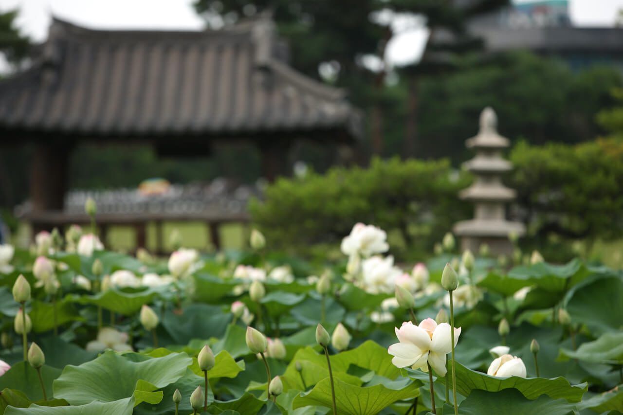 korea in june | lotuses at semiwon