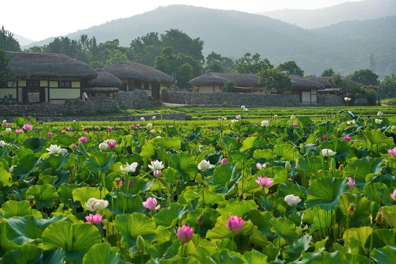 july in korea | lotuses