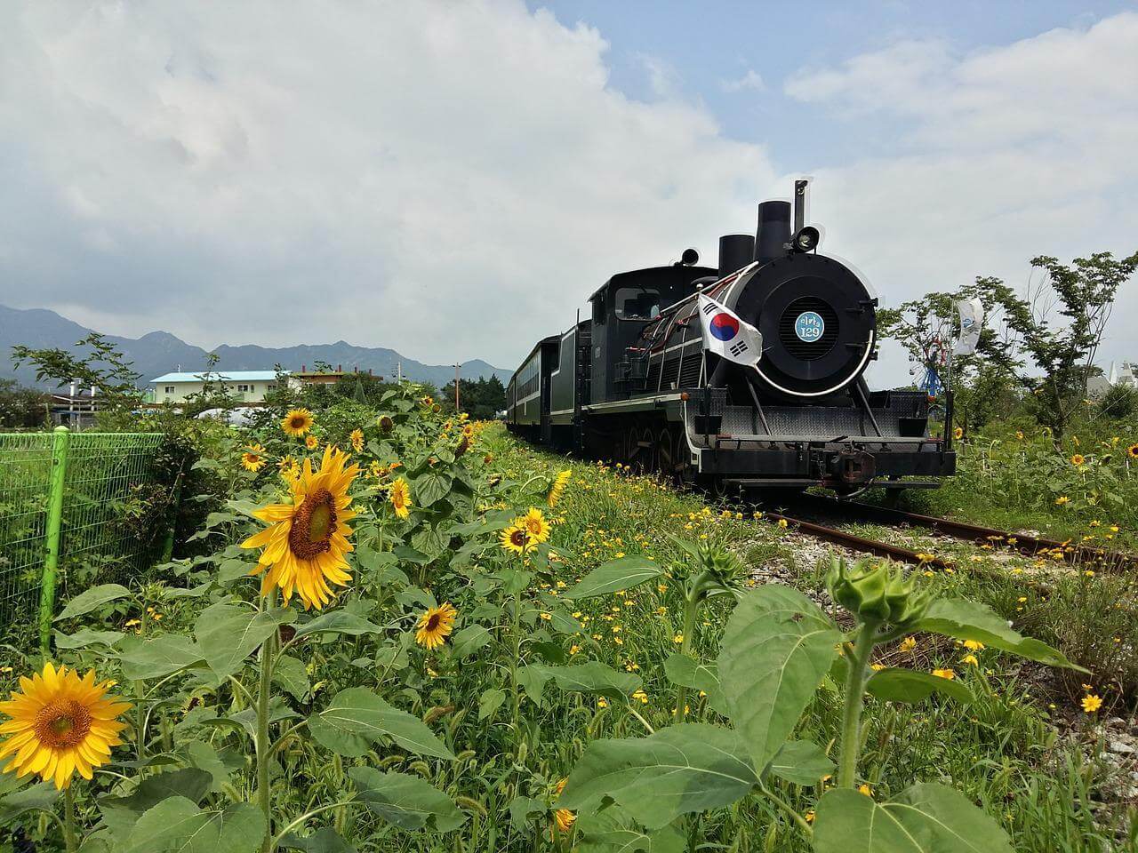 july in south korea | sunflowers