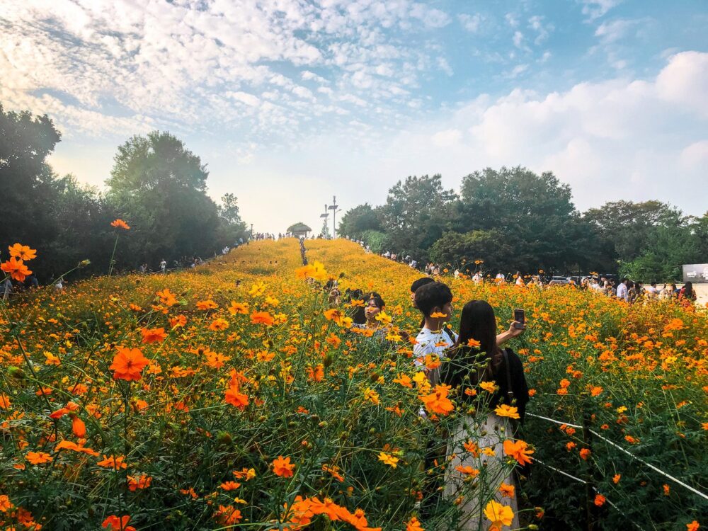 cosmos flowers at olympic park in seoul