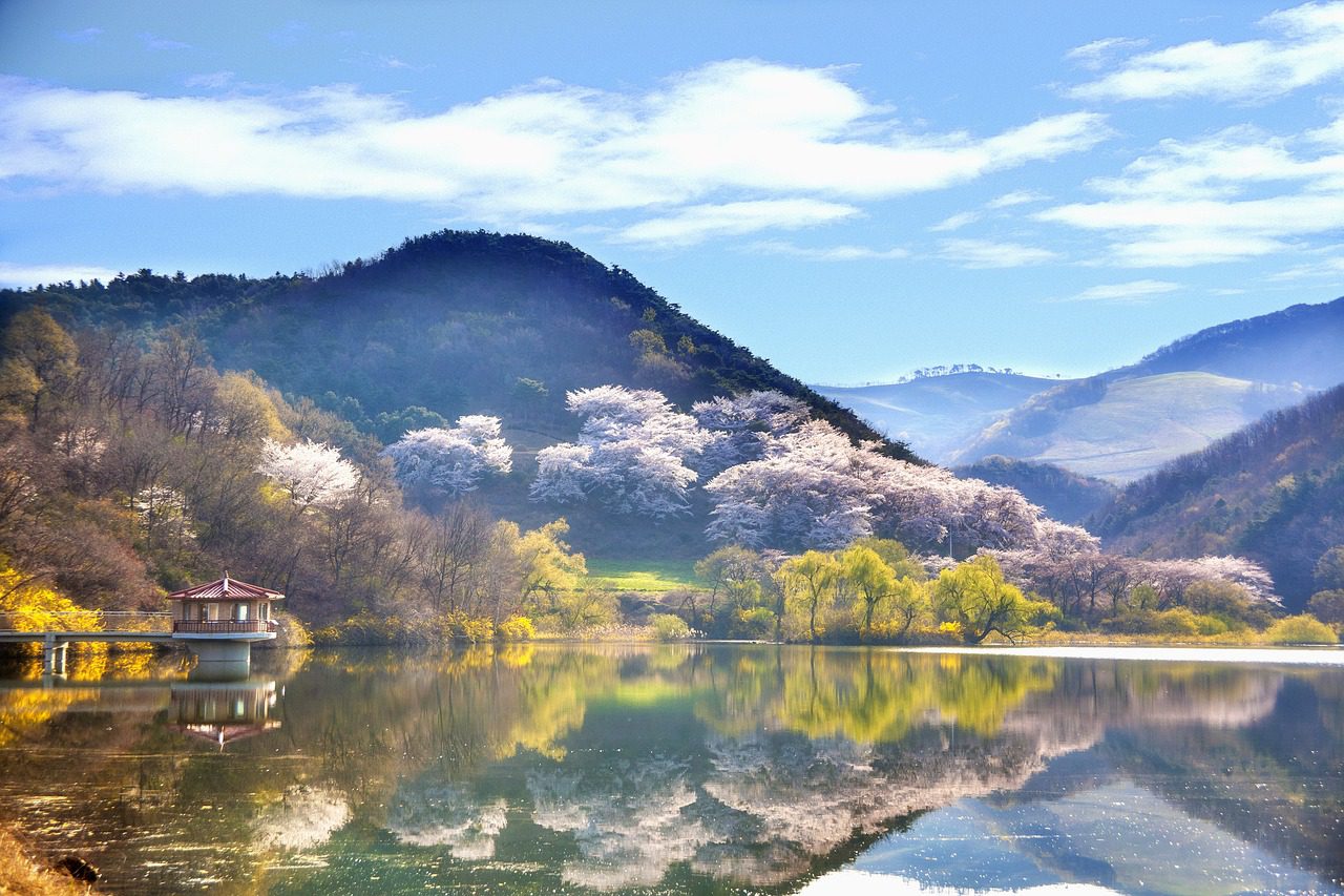 cherry trees on a lake during spring in korea