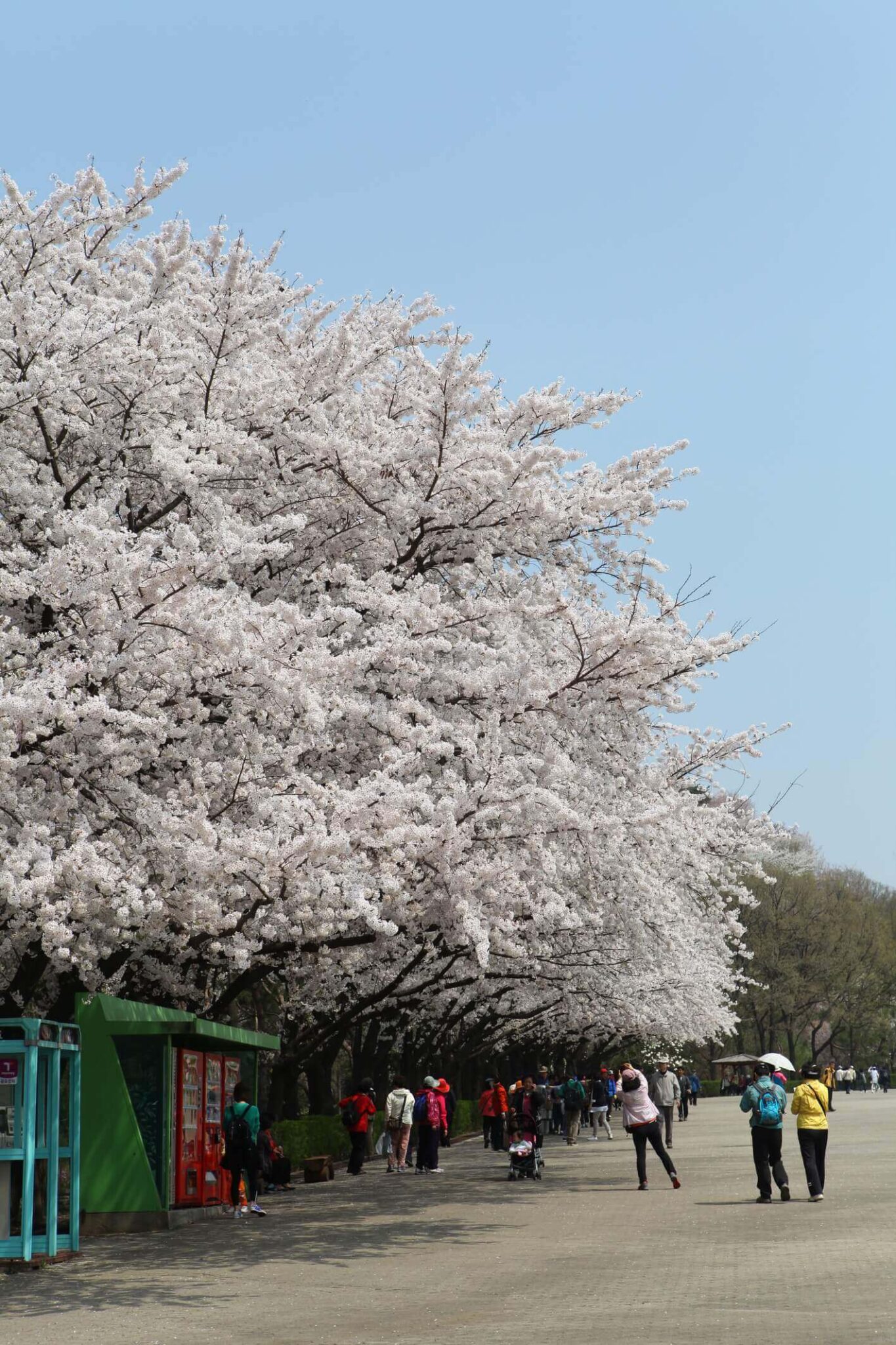 cherry blossoms in korea | seoul horse race park