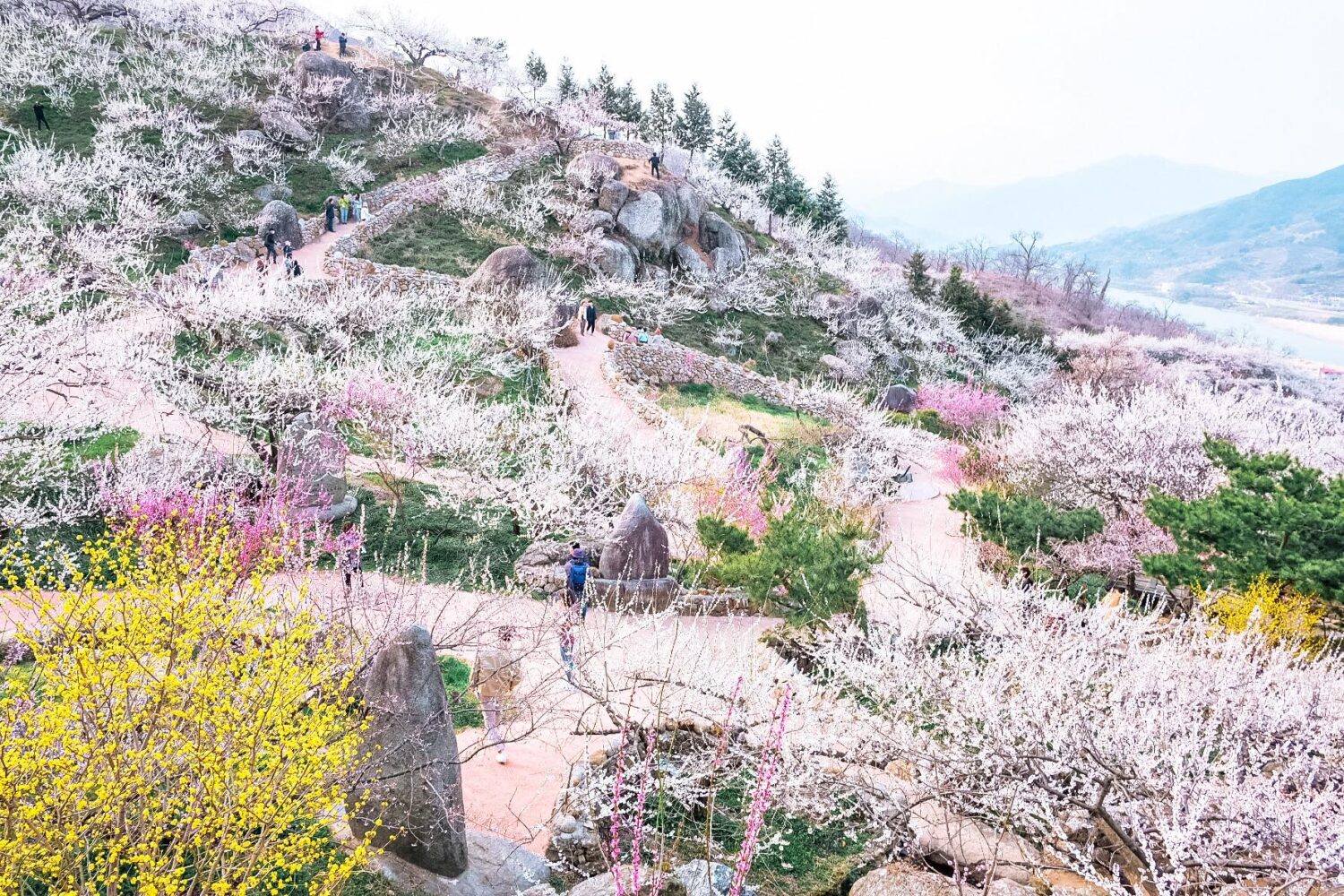 gwangyang maehwa festival in early spring
