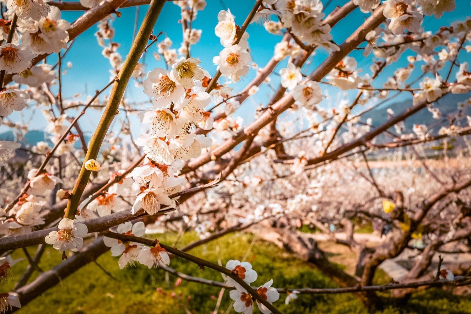south korea in spring | plum blosssoms in gwangyang maehwa village