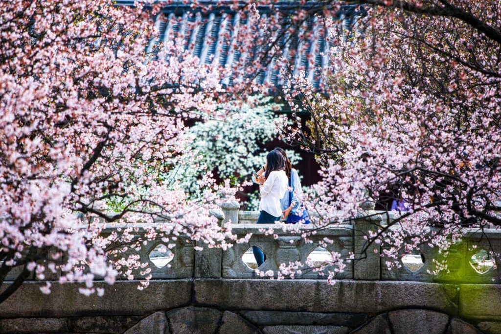 cherry blossoms in seoul | changgyeonggung palace