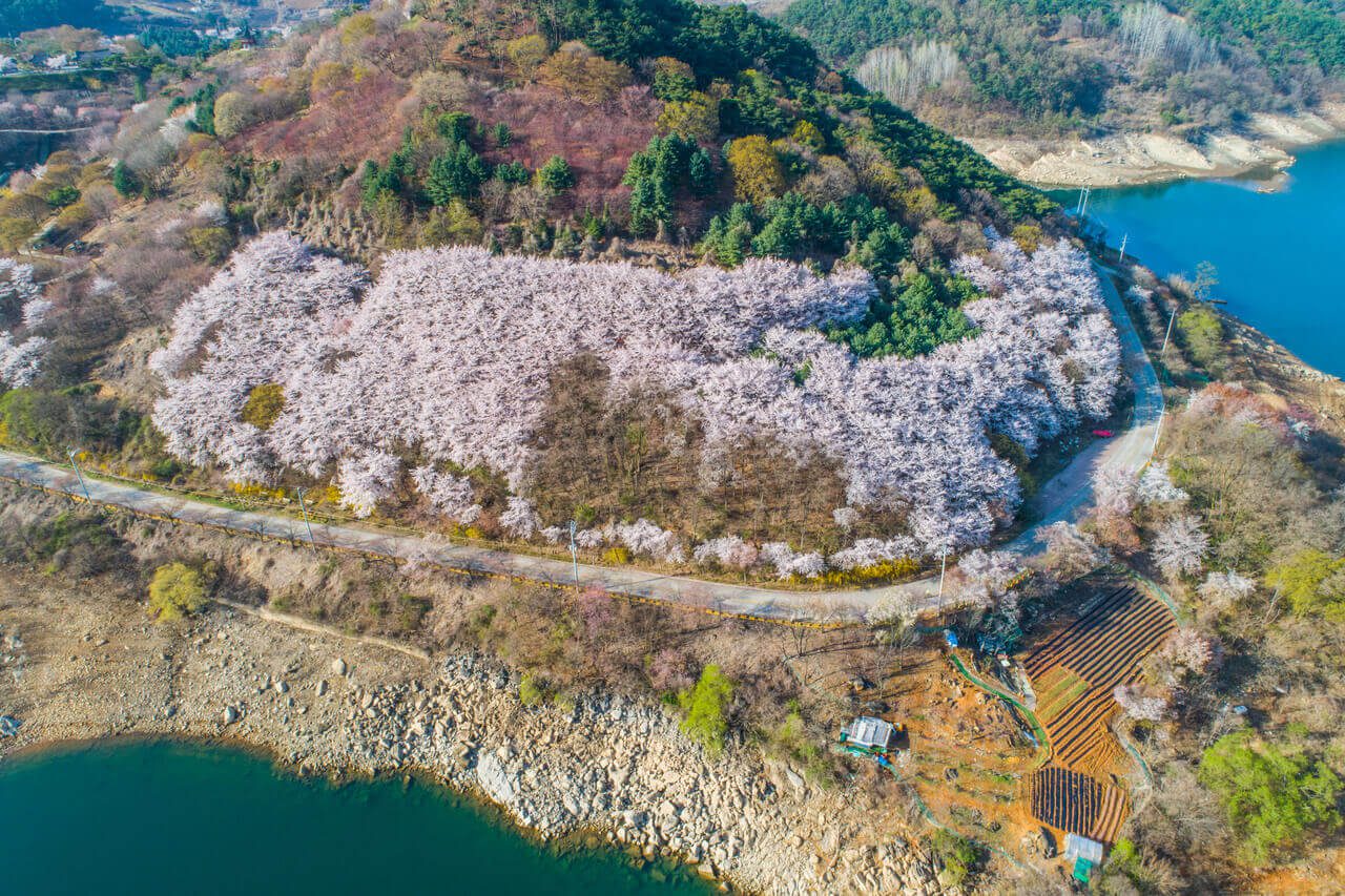 cherry blossoms in korea | jecheon cheongpung lake