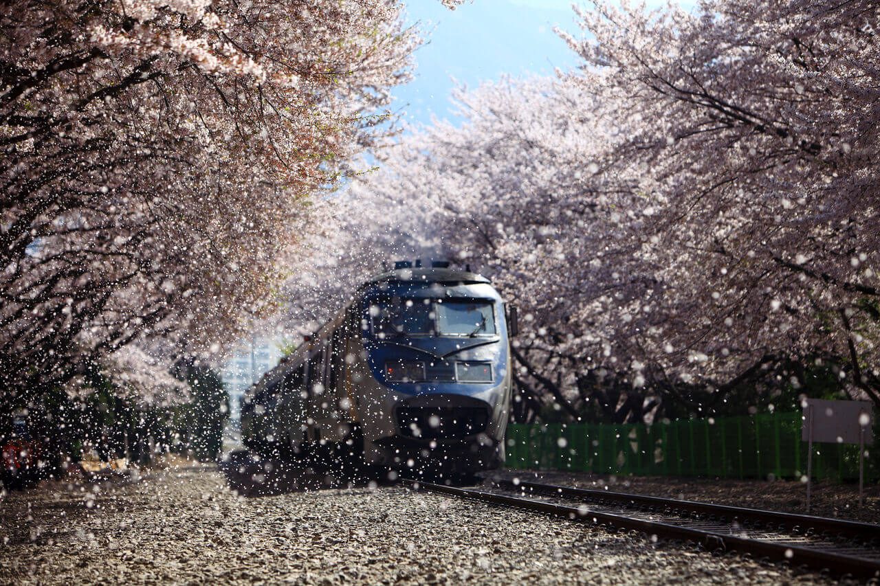 Korea in April | Cherry Blossom trees and petals falling at Gyeonghwa Station in Jinhae cherry blossom festival in korea