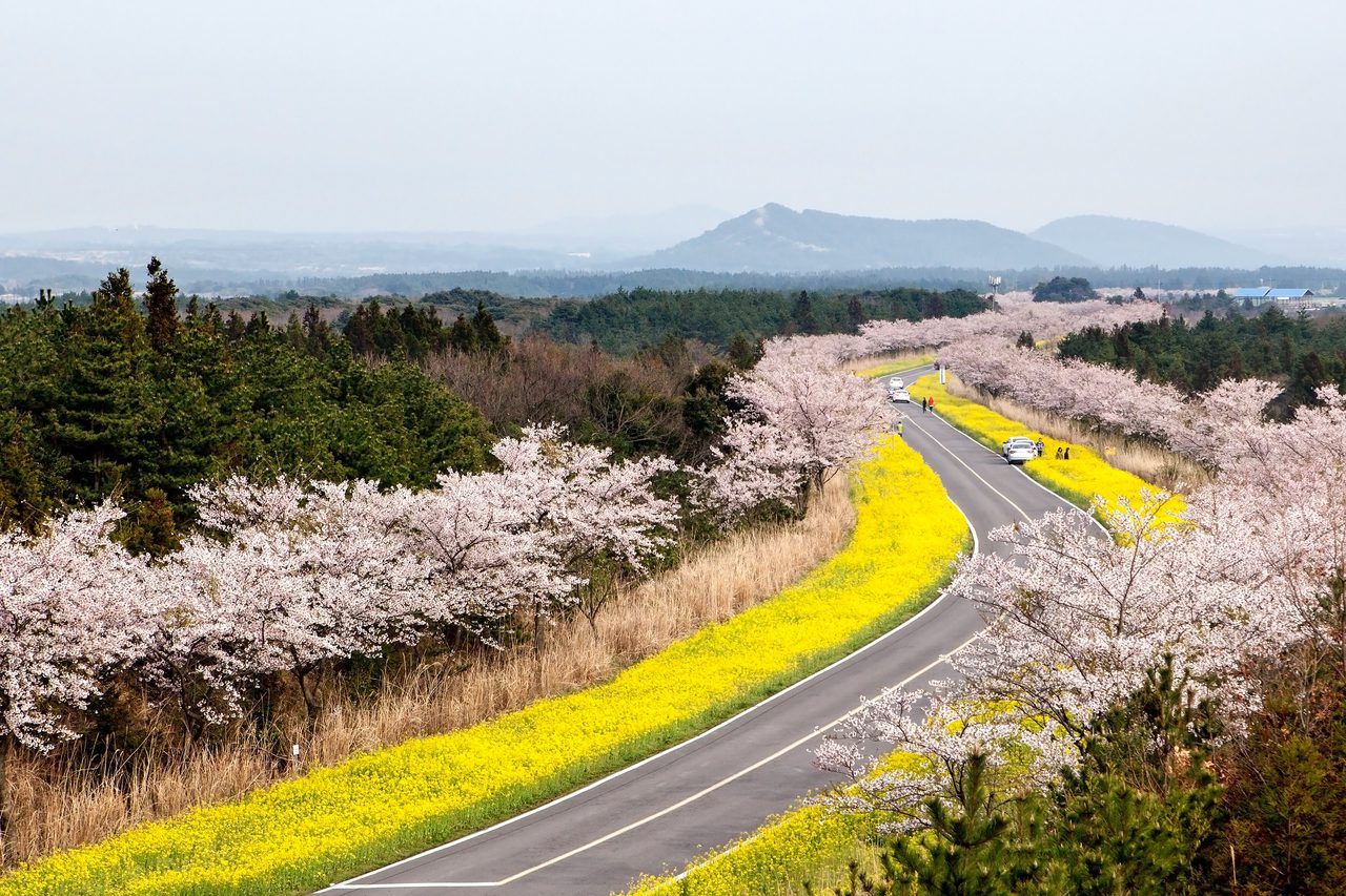 march in south korea | jeju cherry blossoms