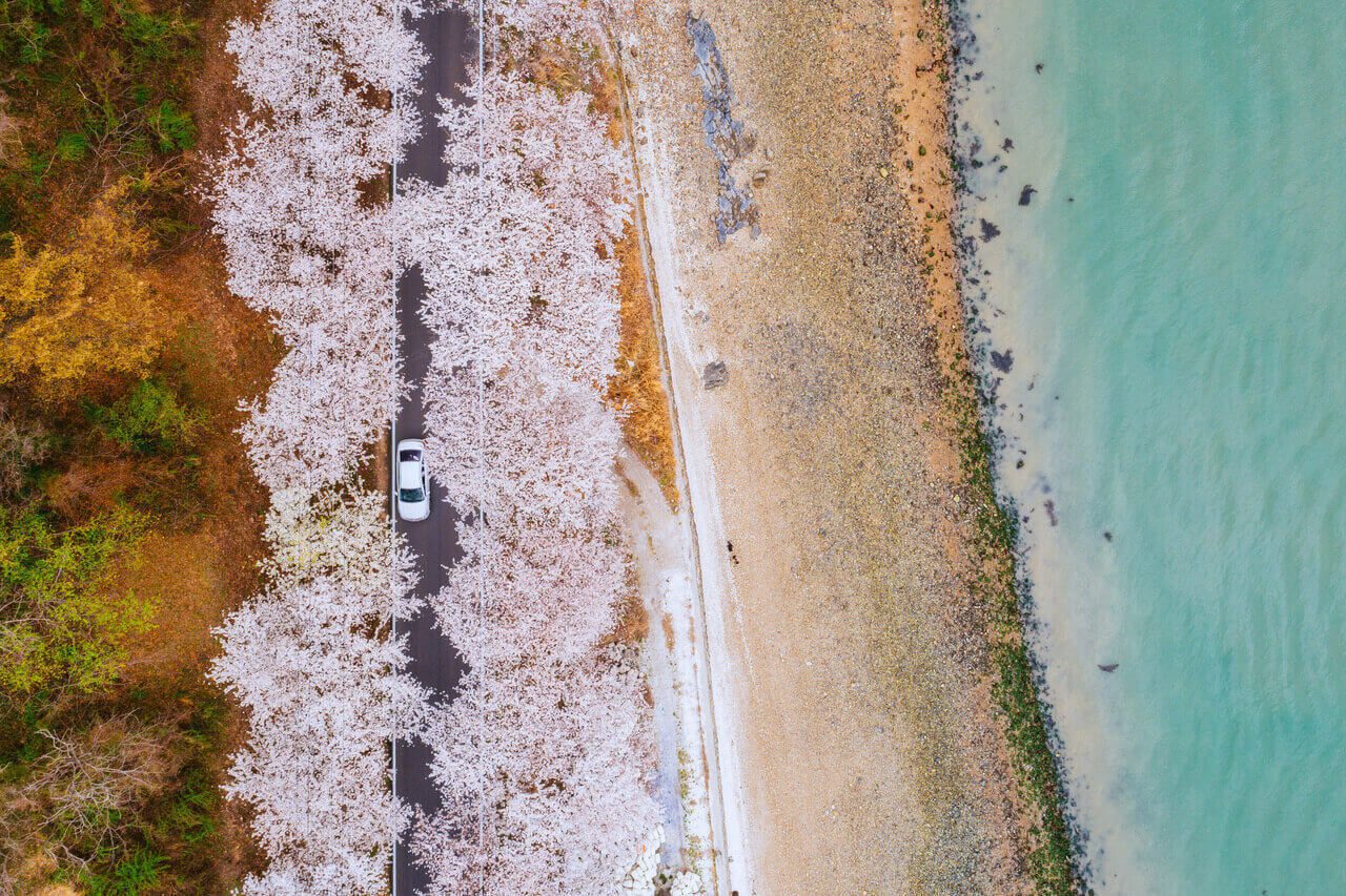 cherry blossoms in korea | namhae| namhae